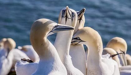 九游体育APP下载-李娜建议职业选手关注心理建设问题，李娜对抗李娜体现的组织行为学知识点