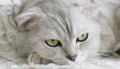 九游社区-乌克兰队惨败瑞士：无缘晋级四强淘汰赛出局，乌克兰vs瑞士90分钟